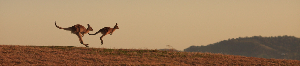 two kangaroos panorama