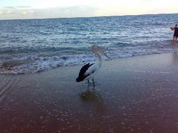 Hervey Bay pelican
