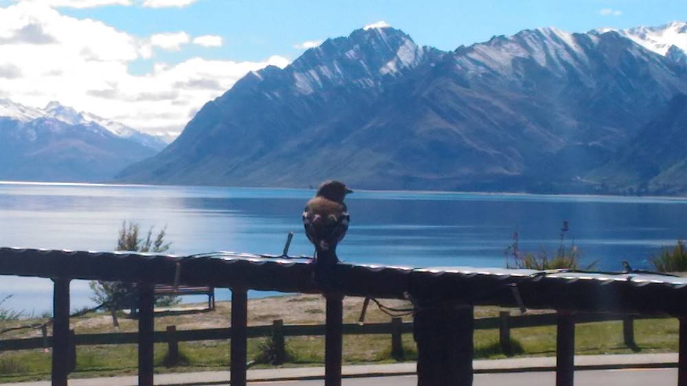 NZ Sparrow at Lake Hawea