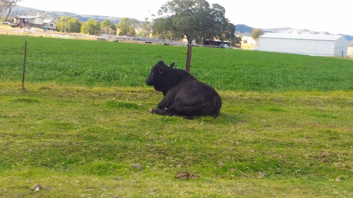 Big black bull
