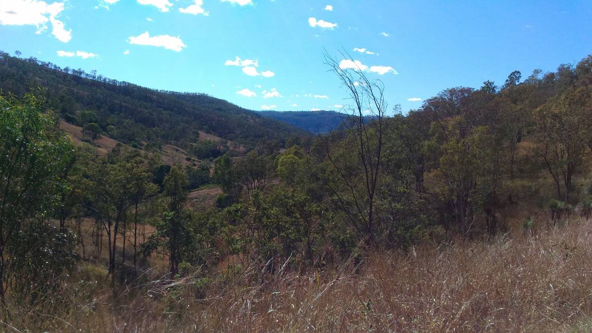 Blackbutt view