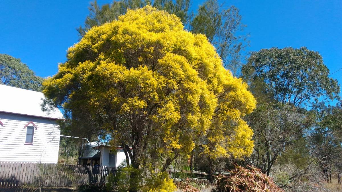 Sidetrack wattle