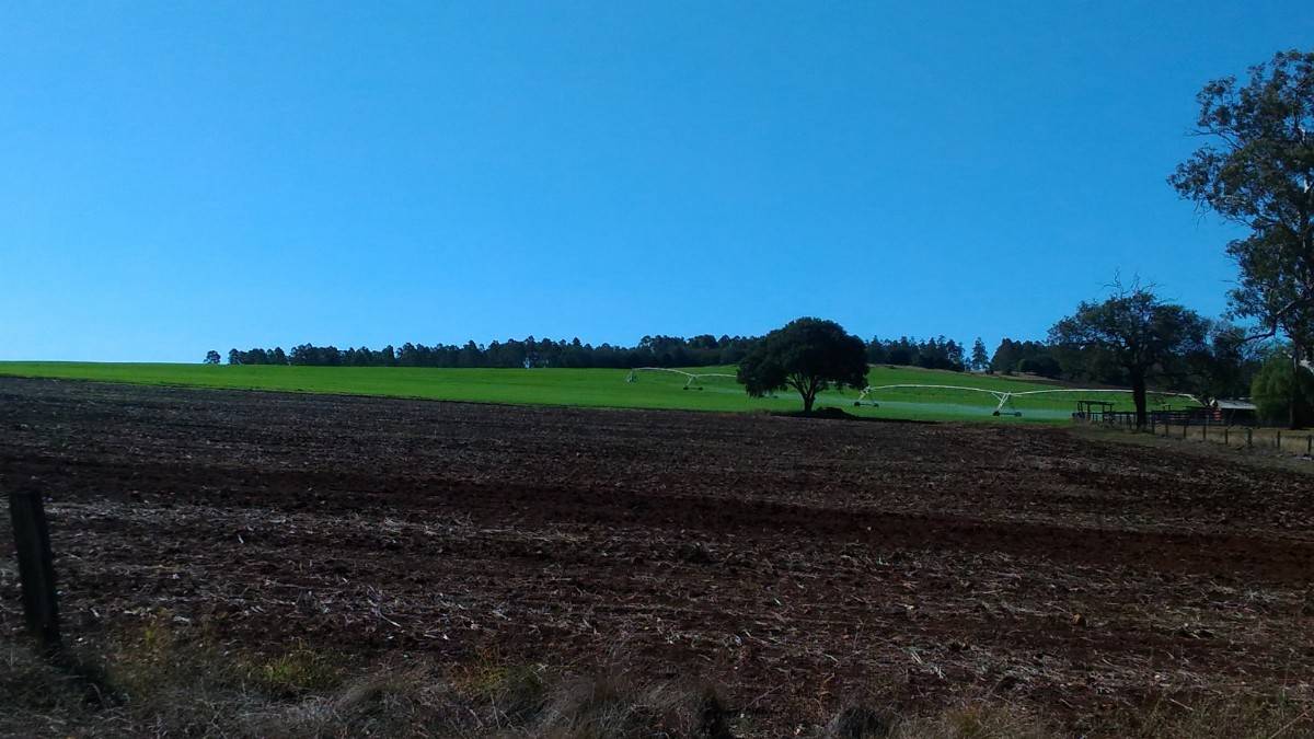 Peanut Farm