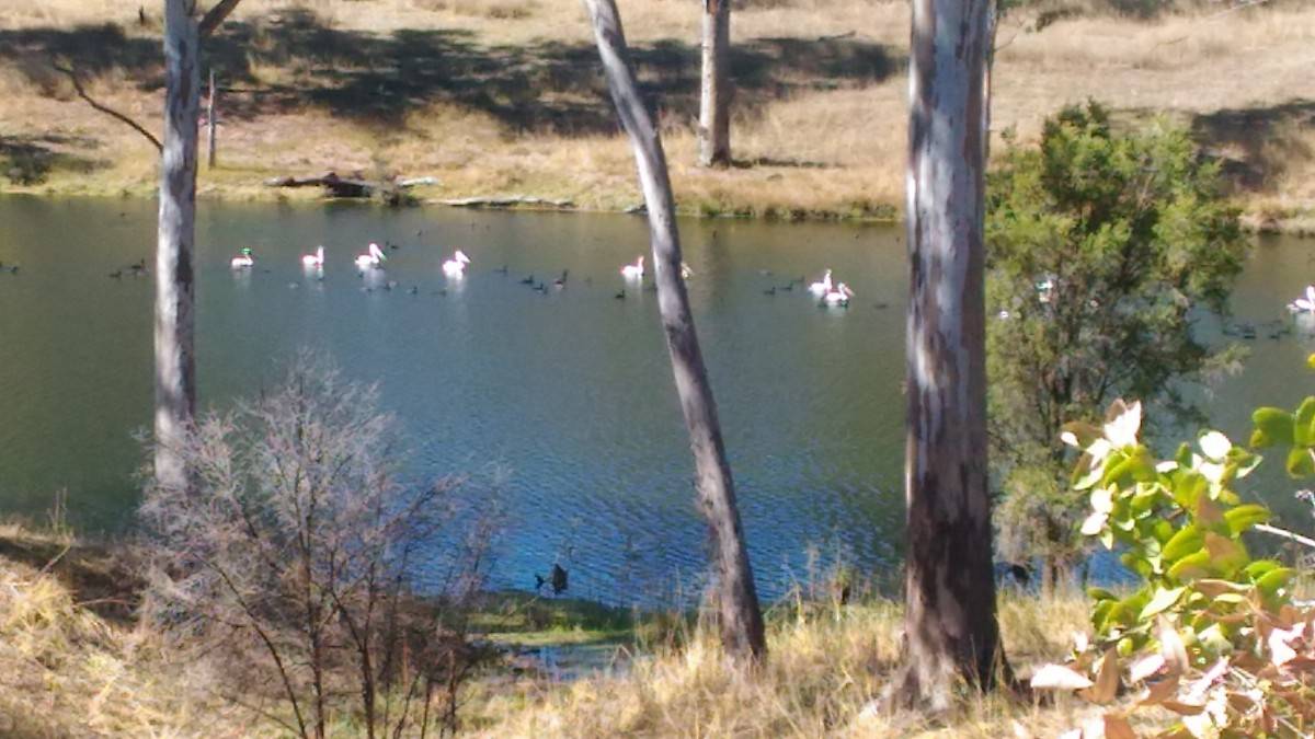 Pelicans and ducks Burnett