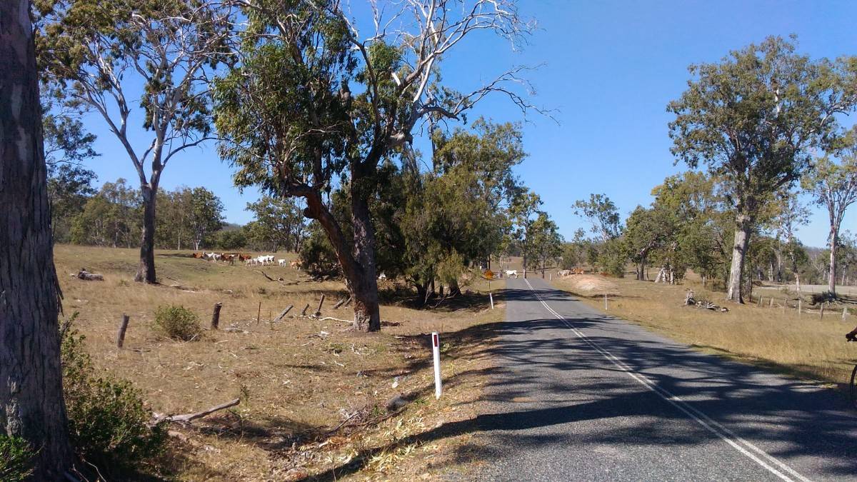 Cows across road