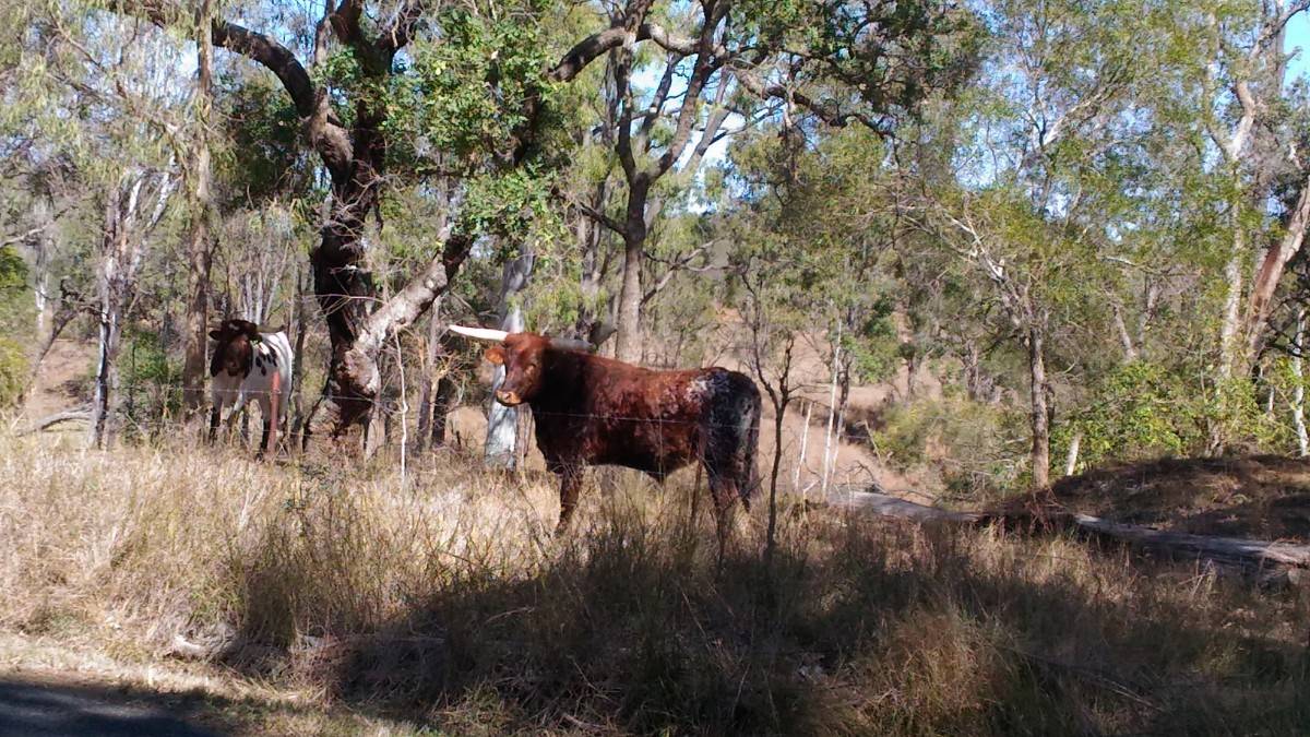 Big horned bull