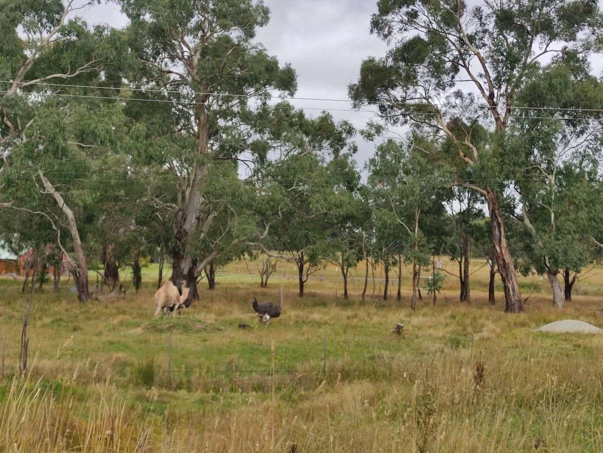  camels and emus