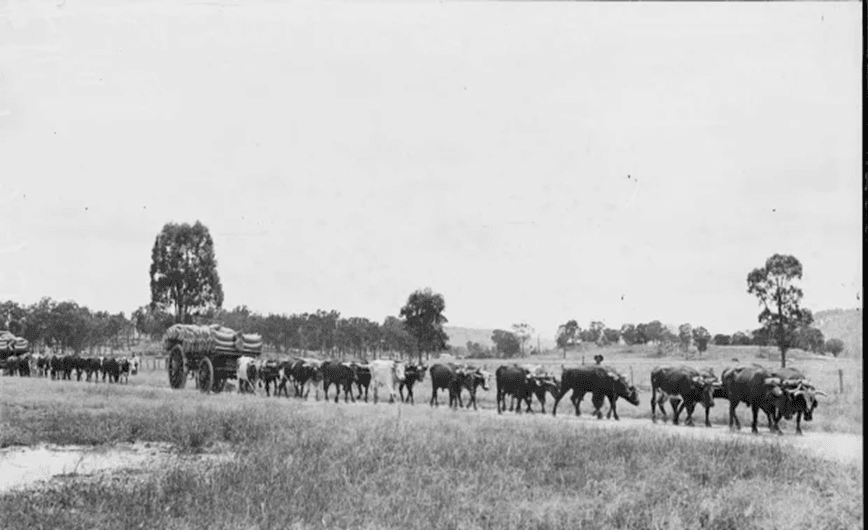 Bullock Train