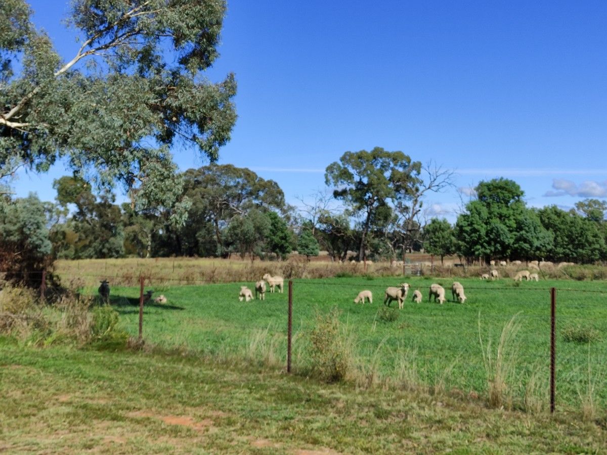Sheep Field
