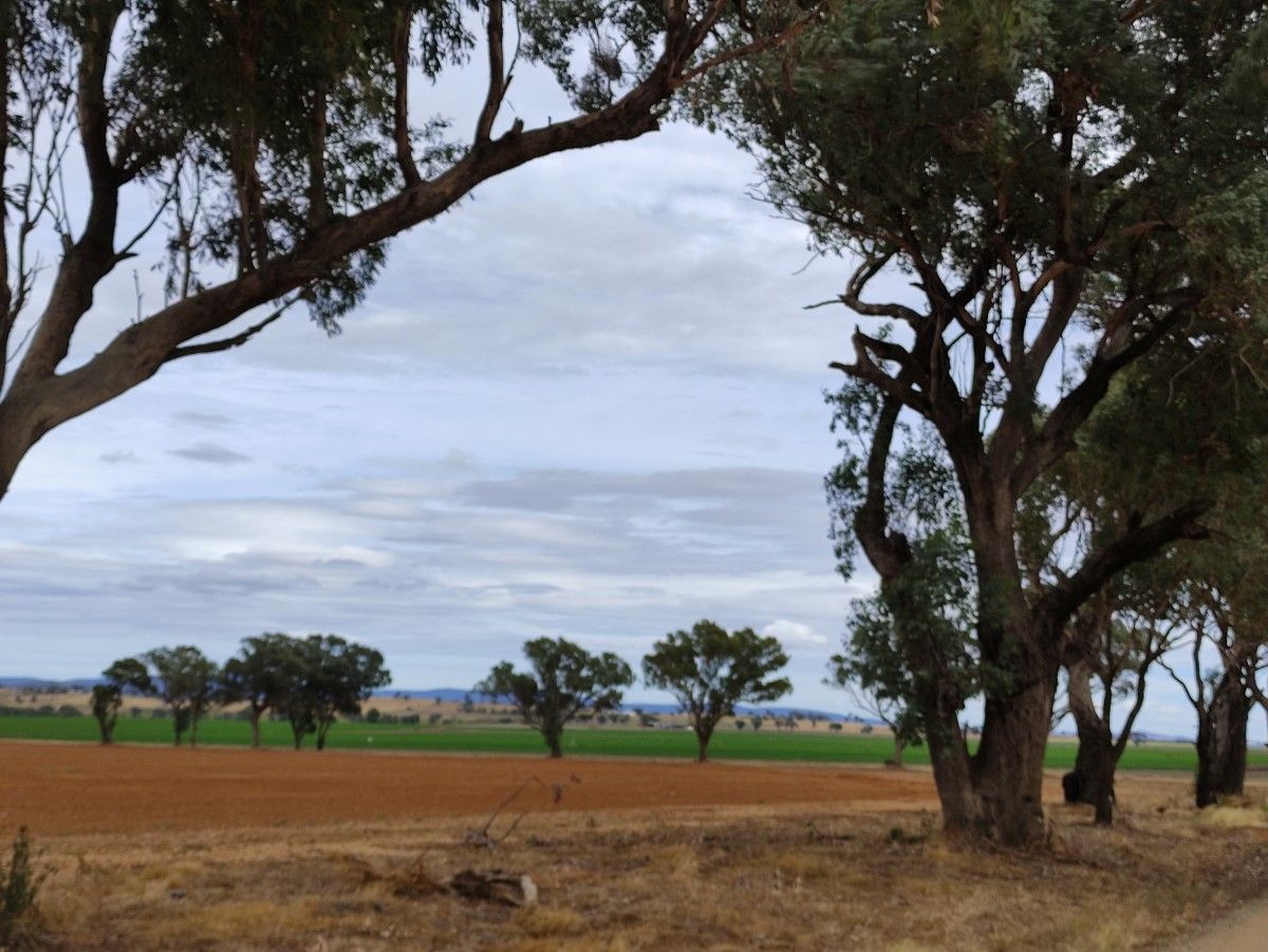 Vista tree framed