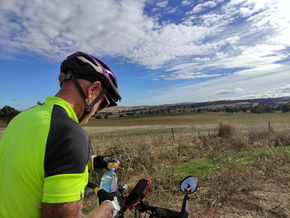 Bikes and cows