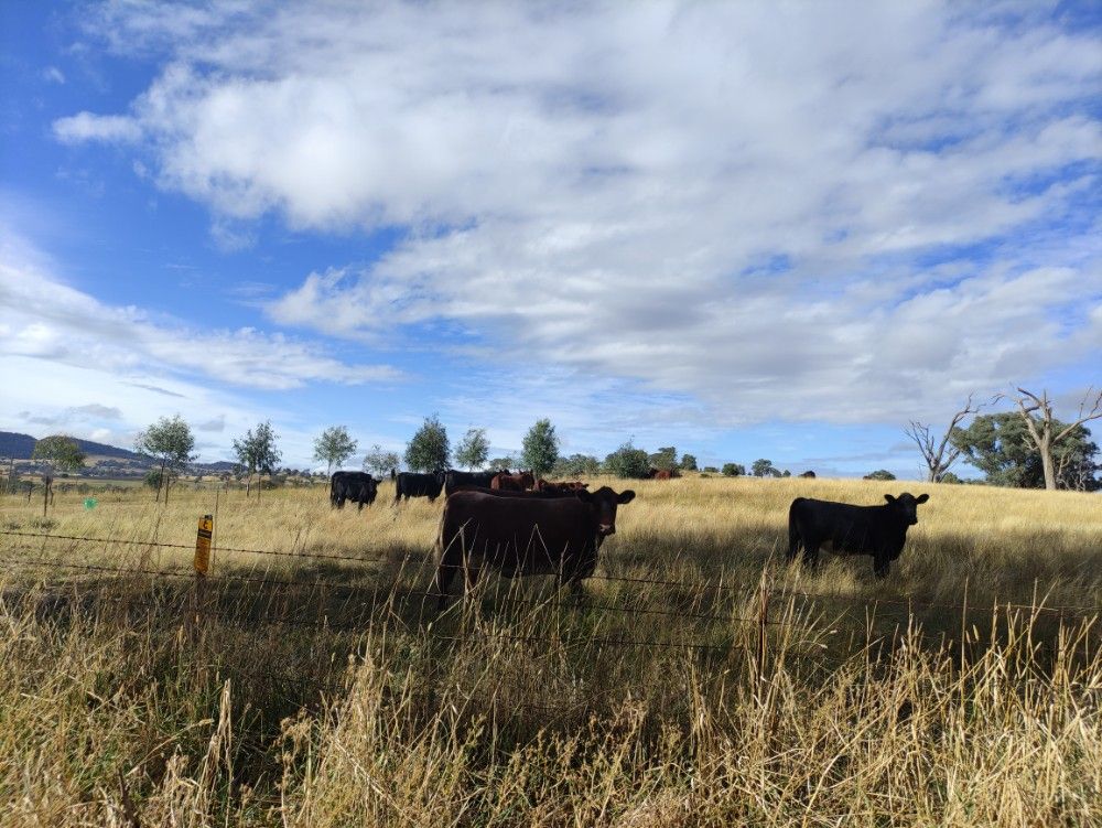 Black-brown cows